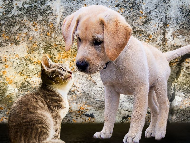 Adorable kitty and puppy