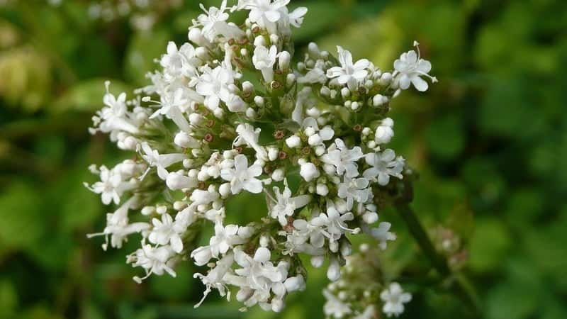 Valeriana officinalis, also known as valerian