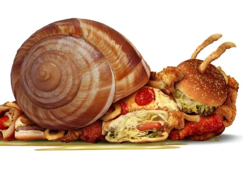 Snail filled with food to simbolize sluggishness