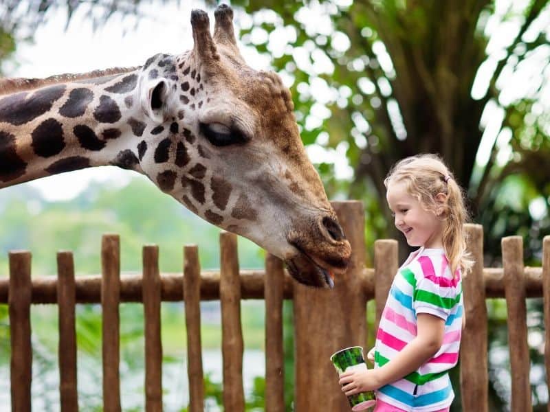Little girl feeding giraffe at the zoo