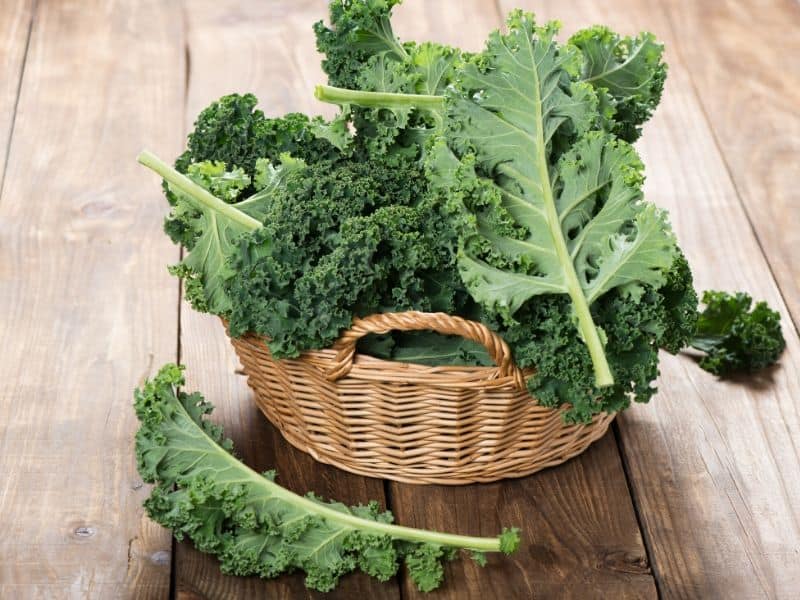 Freshly picked kale in a basket